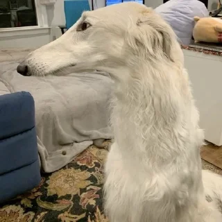 😤 emoji borzoi Telegram sticker 8 of 29