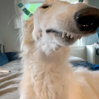 😒 emoji borzoi Telegram sticker 15 of 29