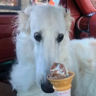🤨 emoji borzoi Telegram sticker 21 of 29