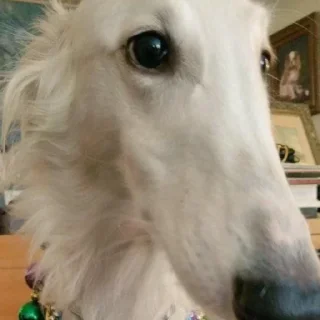 ☹️ emoji borzoi Telegram sticker 19 of 29