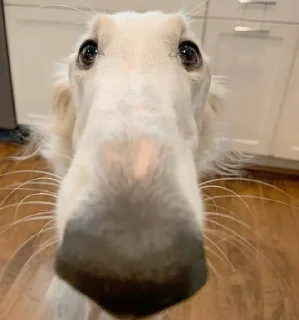 😳 emoji borzoi Telegram sticker 14 of 23