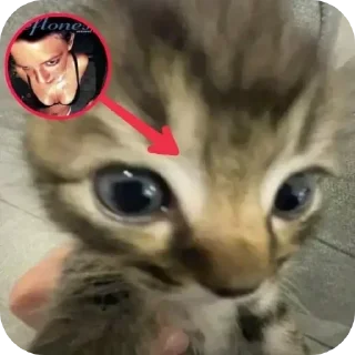 🐱 emoji @stiki_tg_nah_canal Telegram sticker 18 of 30