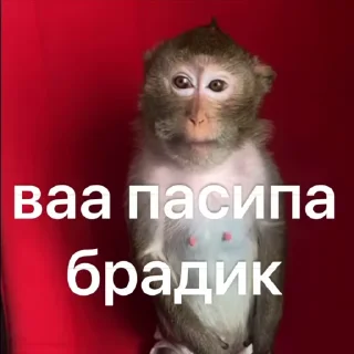 🌟 emoji бибизянки от stie🧃 @Stickerevobot Telegram sticker 20 of 25
