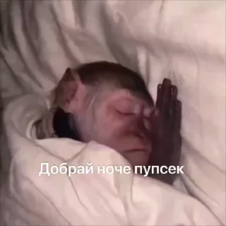 🌟 emoji бибизянки от stie🧃 @Stickerevobot Telegram sticker 14 of 25