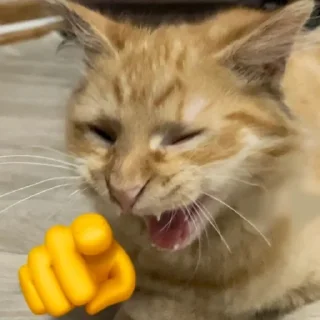 🌟 emoji cats laugh at you Telegram sticker 7 of 20