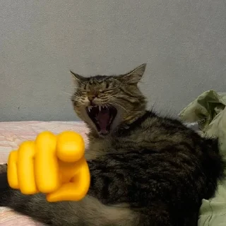 🌟 emoji cats laugh at you Telegram sticker 11 of 20