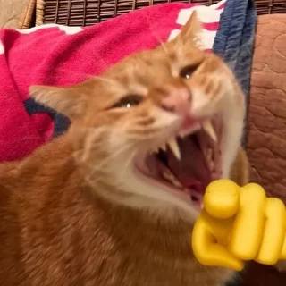 🌟 emoji cats laugh at you Telegram sticker 14 of 20