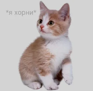 💋 emoji Дедовские шутки Telegram sticker 10 of 22