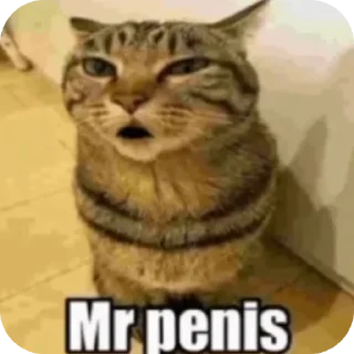 🐱 emoji Член Telegram sticker 12 of 31