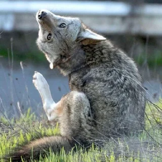 Sticker from NAVARI's rl yotes