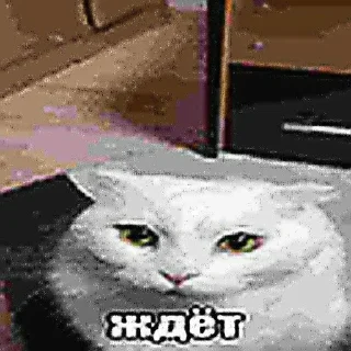 🙊 emoji эти стикеры принадлежат @seeltwer Telegram sticker 22 of 65