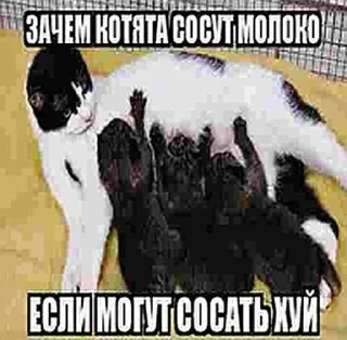 😉 emoji эти стикеры принадлежат @seeltwer Telegram sticker 23 of 65