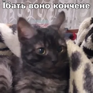 😳 emoji Нісенітниці від дяді Льоші Telegram sticker 7 of 37