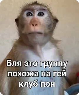 Sticker from Бибизянки адменав @Oda_p0pk0r9 не пидар