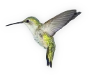 🎾 emoji BIRD Telegram sticker 6 of 15