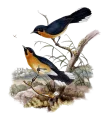 🎾 emoji BIRD Telegram sticker 10 of 15