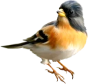 🏵 emoji BIRD Telegram sticker 8 of 15