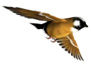 🐥 emoji BIRD Telegram sticker 5 of 15