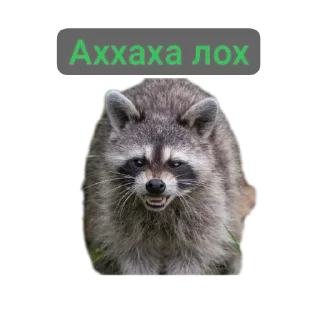 Sticker from Наташа и еноты