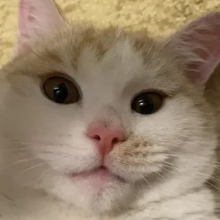 🐱 emoji чтобы чтоб Telegram sticker 6 of 18