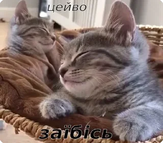😌 emoji цей во... @solovyy Telegram sticker 9 of 38