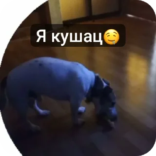 🐶 emoji Джек Telegram sticker 10 of 11