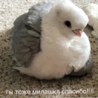 Sticker from Китики