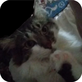 Sticker from пи