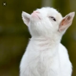 🐐 emoji Sulfur Supremacy Telegram sticker 7 of 75