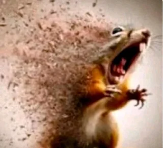 🐿 emoji членовоз Telegram sticker 13 of 24