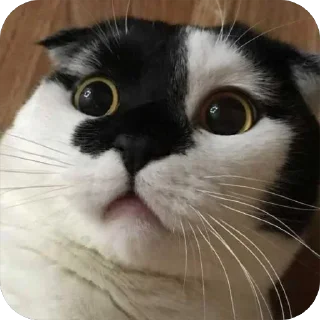 😦 emoji Herr Каспер ➡️ @Ctikerubot Telegram sticker 17 of 116