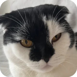 😠 emoji Herr Каспер ➡️ @Ctikerubot Telegram sticker 18 of 116