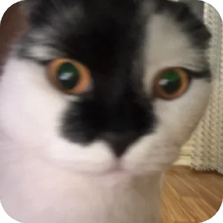 😨 emoji Herr Каспер ➡️ @Ctikerubot Telegram sticker 15 of 116