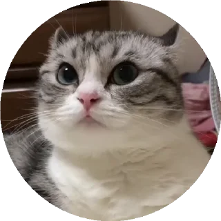 😺 emoji СТИКЕРЫ ТУТ -> @stikery_stickers Telegram sticker 6 of 50