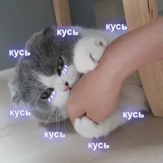 Sticker from Мур ❤️