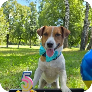 Sticker from Пес Патрон {🐶} @shchobshokuvaty