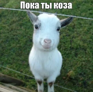 👋 emoji шо ты несешь Telegram sticker 10 of 13