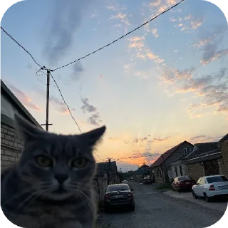 🐱 emoji Конь чаю!!! Telegram sticker 19 of 88