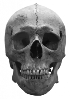 💀 emoji 𝗔𝗗𝗔𝗠 𝗢𝗧𝗜𝗦 Telegram sticker 5 of 55