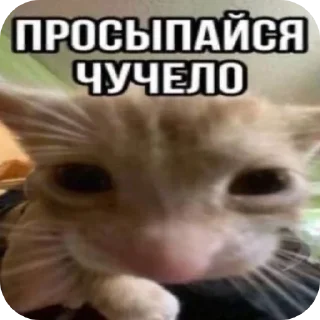 🐱 emoji Привет заебал Telegram sticker 23 of 120