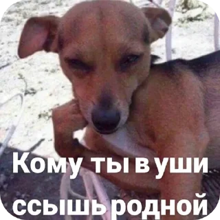🐶 emoji Привет заебал Telegram sticker 17 of 120