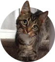 😃 emoji cats @TVstickers Telegram sticker 15 of 117