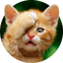 🐱 emoji cats @TVstickers Telegram sticker 1 of 117