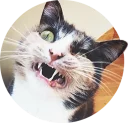 🙀 emoji cats @TVstickers Telegram sticker 20 of 117