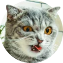 😁 emoji cats @TVstickers Telegram sticker 7 of 117
