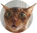 🤪 emoji cats @TVstickers Telegram sticker 4 of 117