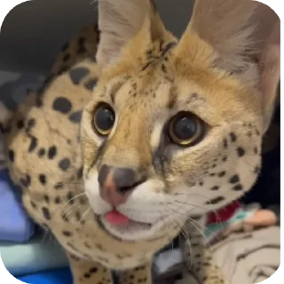 🐱 emoji Идите нахуй Telegram sticker 6 of 51