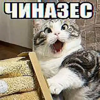 🤩 emoji Няшики by @DuoSticker_bot Telegram sticker 24 of 25