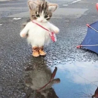 🤗 emoji Смешной кот Telegram sticker 22 of 44