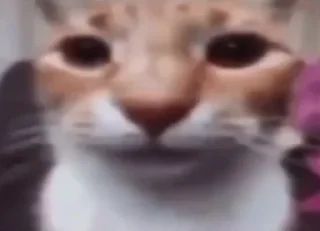 😧 emoji Смешной кот Telegram sticker 24 of 44